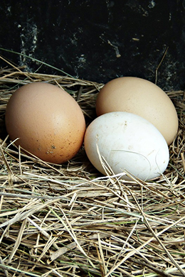 2015-03-Eggs