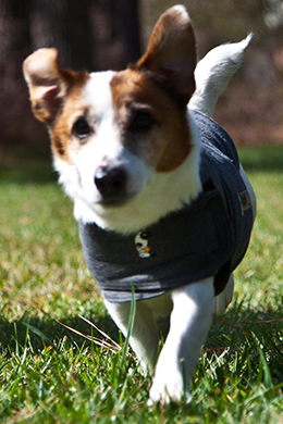 The ThunderShirt applies a gentle, constant pressure that has a dramatic calming effect for over 80% of dogs.