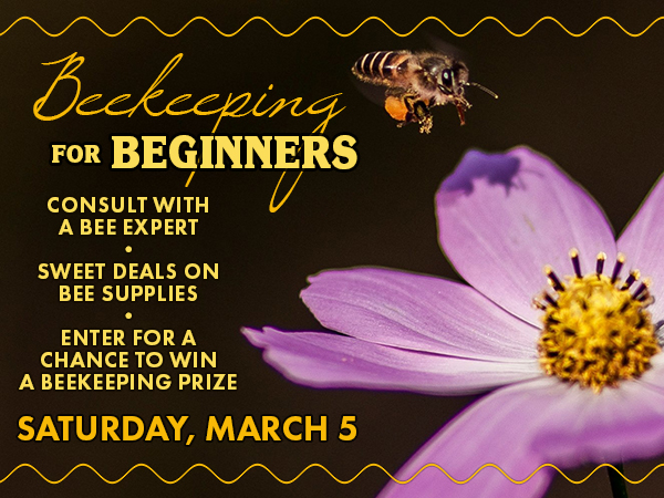 Beekeeping for Beginners-MC