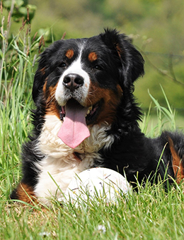 Nutritional needs vary for different breeds/sizes of dogs in different life stages.