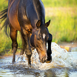 Horse splashing in water