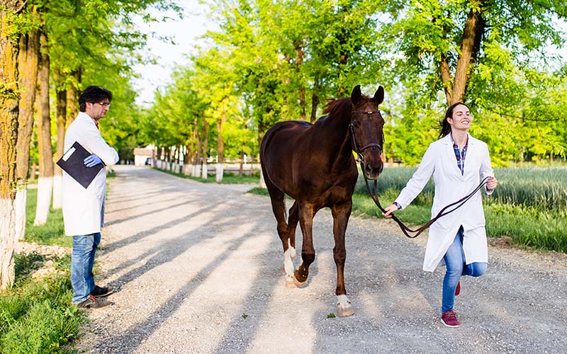 Woman trotting horse for vet's soundness evaluation 