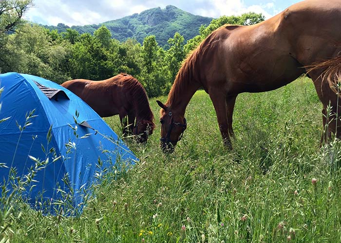 Horses in a field next to a tent