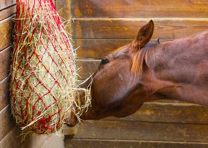 Horse eating from a hay net