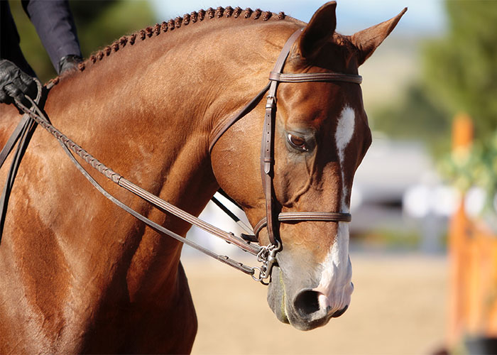 Horse with neatly braided mane