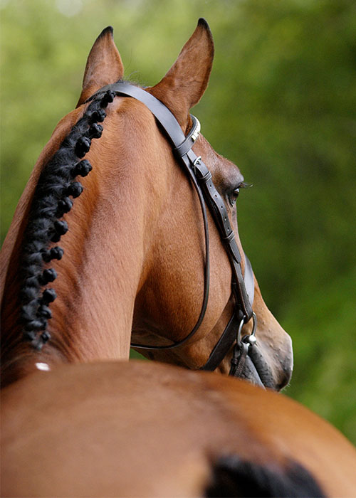 Horse with braided mane