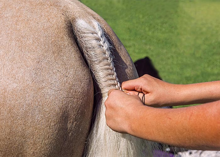 Person braiding horse's tail