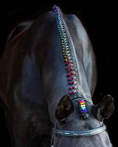 Black horse with mane braided in rainbow colored yarn