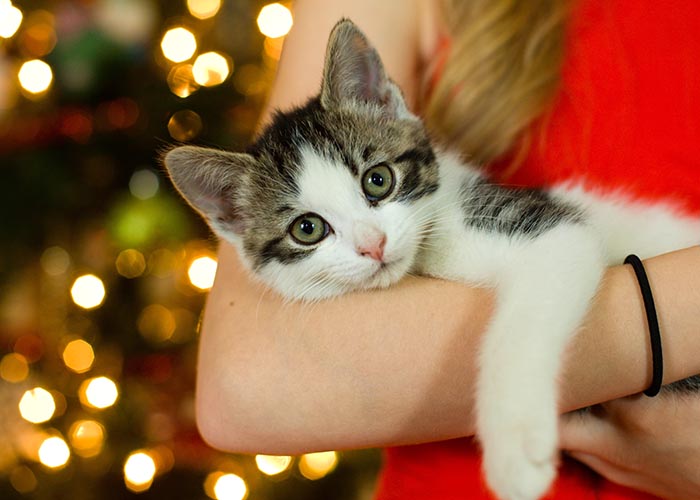 Cat being held with Christmas lights in the background