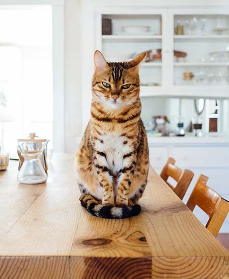 Cat on kitchen table