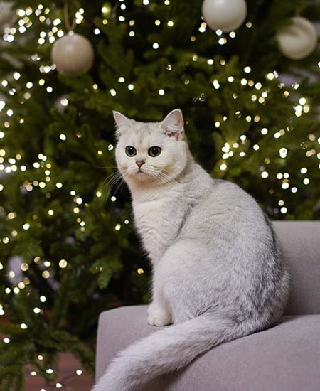 White cat near Christmas tree