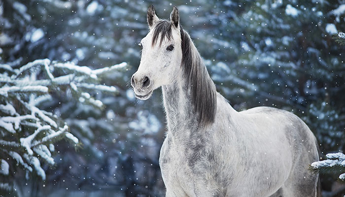 Grey horse in beautiful snow