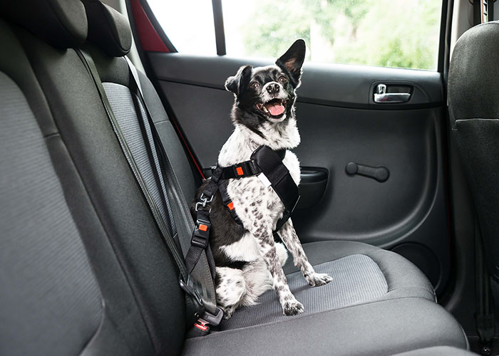 Happy dog in car, wearing a safety harness