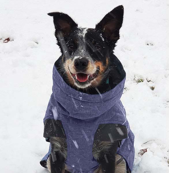 Maddie in her Hurtta dog coat