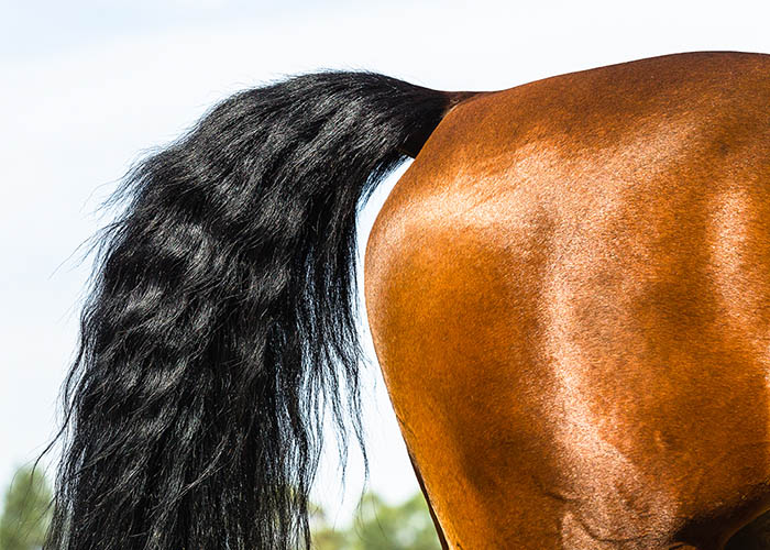 Fit, shiny horse back leg tail closeup