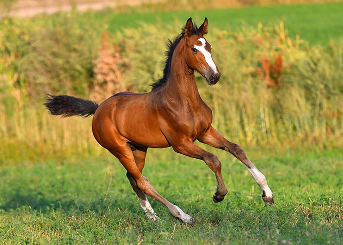 Bay foal with white blaze running in gallop around field