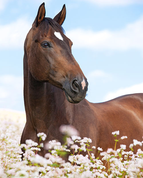 Portrait of bay horse posing on buckwheat field