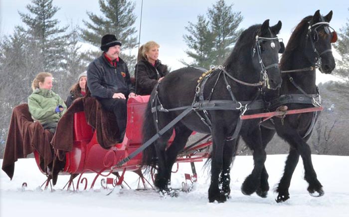 Friesians pulling a sleigh in winter