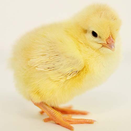 yellow chickens breeds