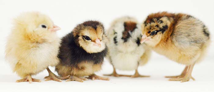 Ameraucana chicks