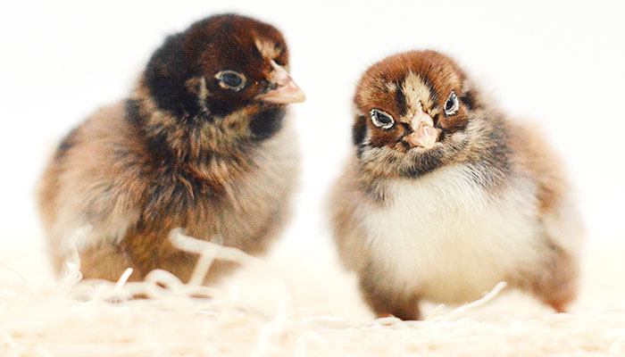 Barnevelder chicks