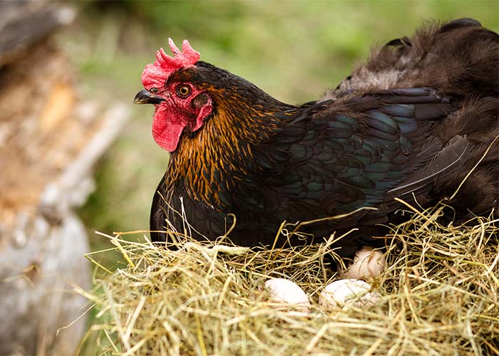 Laying hen with eggs