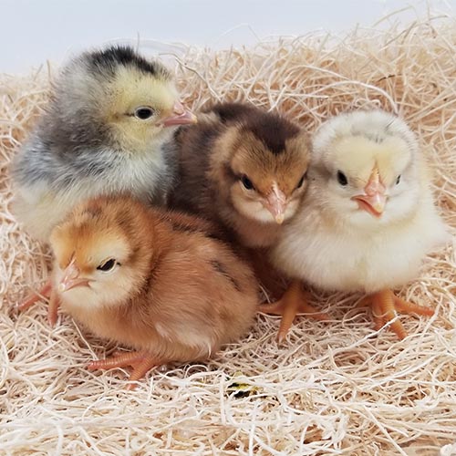 Prairie Bluebell Egger chicks