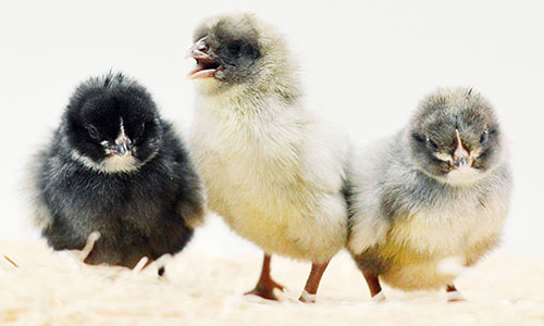 Sapphire Olive Egger chicks