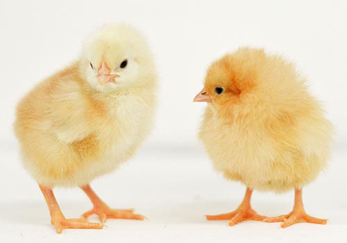 Buff Orpington chicks
