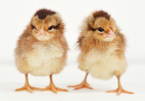 Welsummer chicks