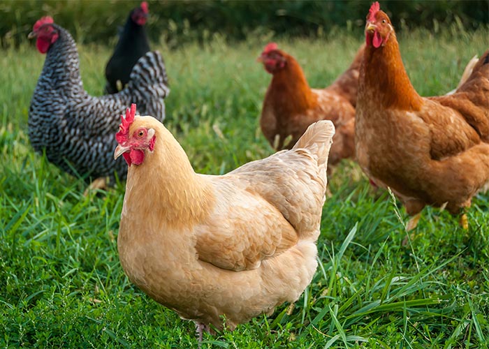 Meet the Sturdy Layers: Top 10 Chickens for Consistently Large Eggs 