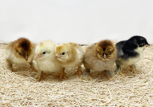 Assorted Cohin Bantam chicks
