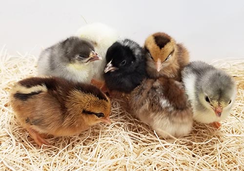 Assorted Old English Bantam chicks