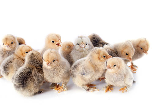 A group of chicks of bantam silkie on a white background