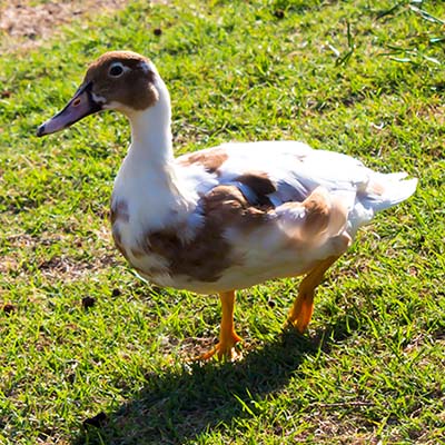  Saxony Duck