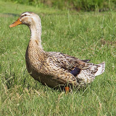 Silver Appleyard Duck 