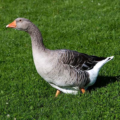 Toulouse Domestic Goose