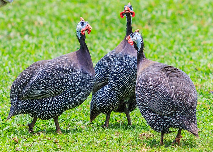 Turkeys and Guinea Fowl – The Cheshire Horse