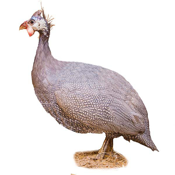 Guinea Fowl May Be the Solution to Insect Pest Problems