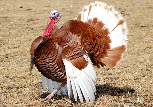 Bourbon red turkey
