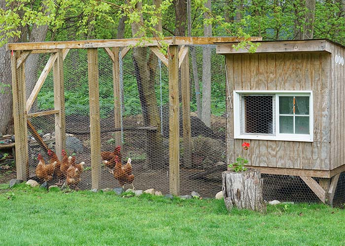 Chickens and chicken coop