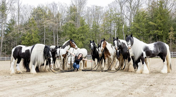 Liz with her arms outstretched, kneeling with a group of Gypsy Vanner horses