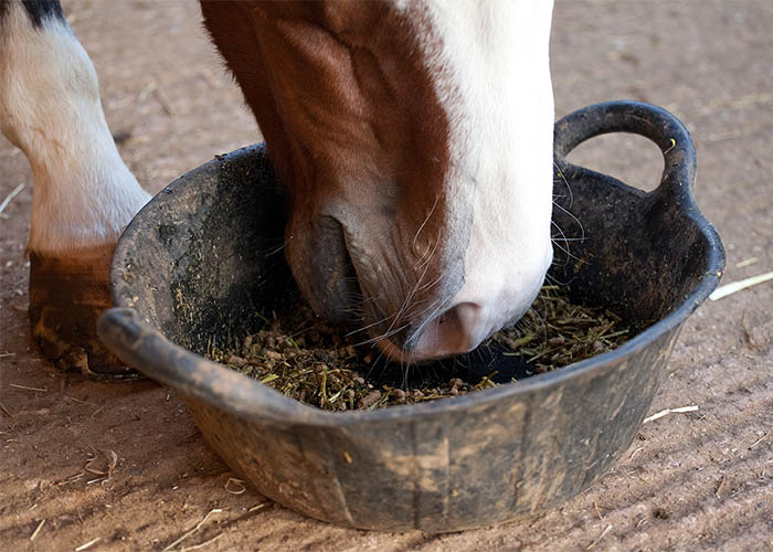 Horse eating from a rubber tub