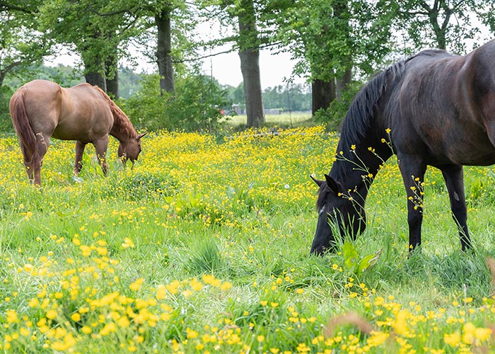 two horses graze in meadow full of yellow buttercups near oak trees