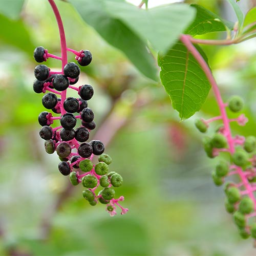 Berry of American pokeweed