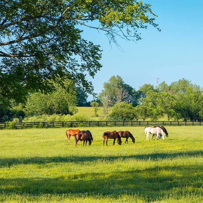 Horses in a green fenced pasture