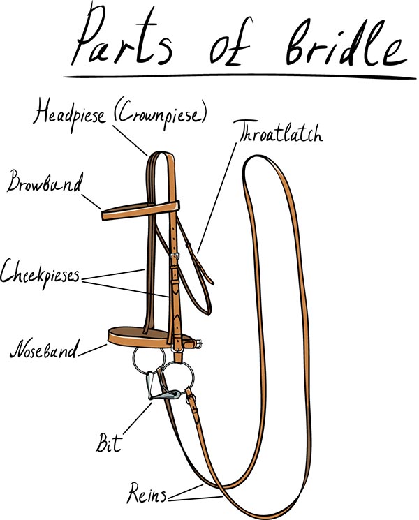 Parts of the English bridle diagram