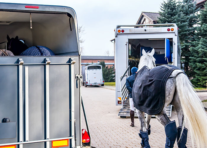 Horse being prepared to load into a trailer, next to a fully loaded horse trailer