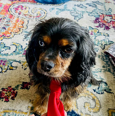 Small dog wearing a red tie