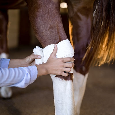 Hands of female vet bandaging horse leg 